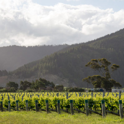 Marlborough: wine tasting, day 1