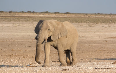 Namibia: Etosha National Park