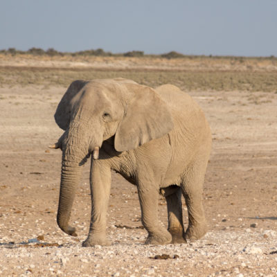 Namibia: Etosha National Park