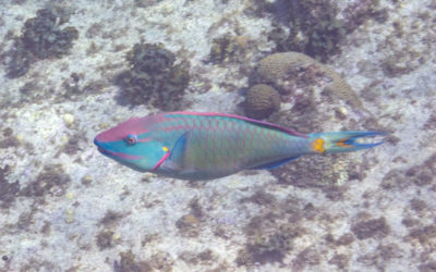 Grand Cayman: snorkeling