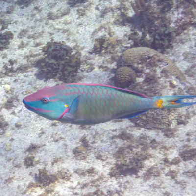 Grand Cayman: snorkeling