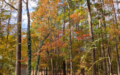 NC Fall Foliage