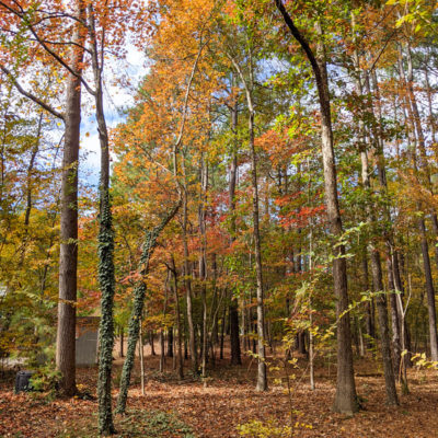 NC Fall Foliage