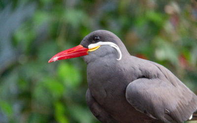 NC Outer Banks, May 2021: Sylvan Heights Bird Park