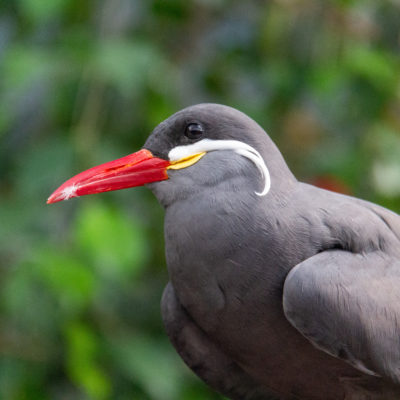 NC Outer Banks, May 2021: Sylvan Heights Bird Park