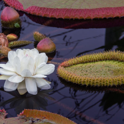 Longwood Gardens