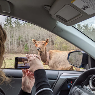 NC mountains, April 2022: Smoky Mountains National Park