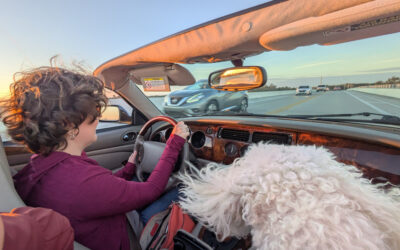 Florida 2026: introduction