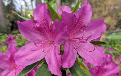 WRAL-TV Azalea Gardens on Good Friday